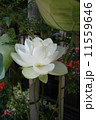 蓮の花 11559646