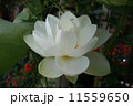 蓮の花 11559650