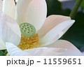 蓮のめしべ 11559651