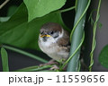 すずめのひな 11559656