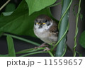 すずめのひな 11559657
