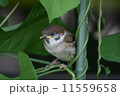 すずめのひな 11559658