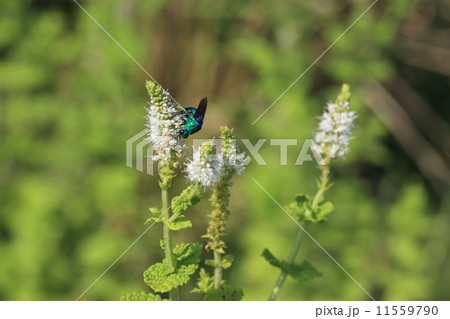 生き物 昆虫 オオセイボウ、この角度から見ると頭がずいぶん小さく見えます 生き物 昆虫 オオセイボウ、この角度から見ると頭がずいぶん小さく見えます 11559790