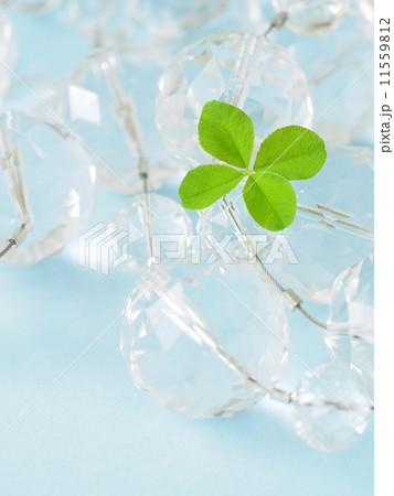 四つ葉のクローバー 四つ葉のクローバー 11559812
