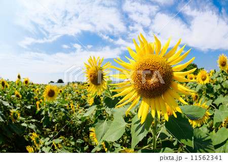 座間ヒマワリ畑 座間ヒマワリ畑 11562341