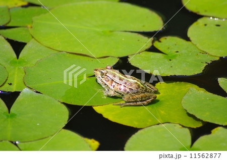 トノサマガエル 11562877