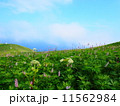 お花畑 11562984