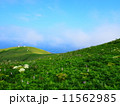 お花畑２ 11562985