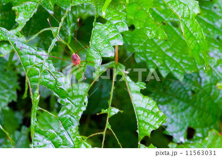 赤い蜘蛛 11563031