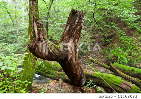 曲がった木 11563033