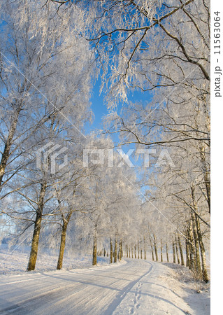 Frost covered birch tree Frost covered birch tree 11563064