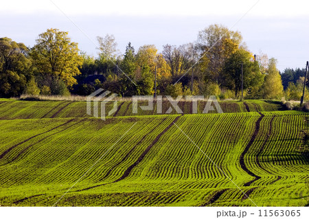 Winter crop field Winter crop field 11563065