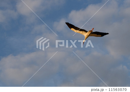 Flying white stork 11563070