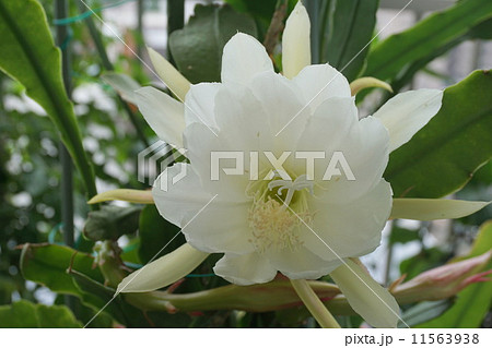 月下美人 月下美人 11563938