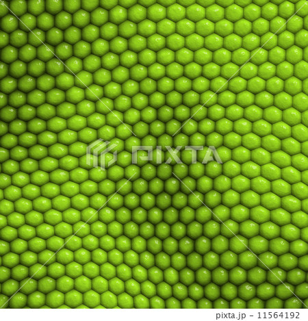 reptile skin background 11564192