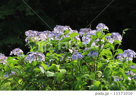 紫陽花 紫陽花 11571010