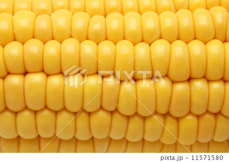 とうもろこし 11571580