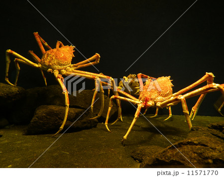 タカアシガニ 11571770