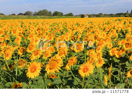 アルルのひまわり畑 フランスの写真素材