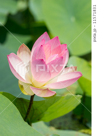 夏の花 ハス（小舞妃蓮）＠行田・古代蓮の里 11571831