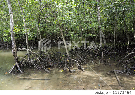 Mangrove Forest Mangrove Forest 11573464