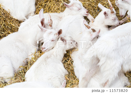 Domestic goats in the farm 11573820