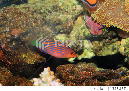 ニセモチノウオ ニセモチノウオ 11573877