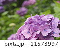 あじさい 11573997