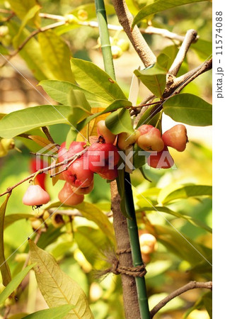 レンブの果実 11574088