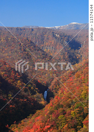 蔵王の紅葉 11574144
