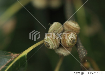 自然　植物　アカガシ、去年の花が一年たってこうなりました。秋にはドングリになって落下します 11574409