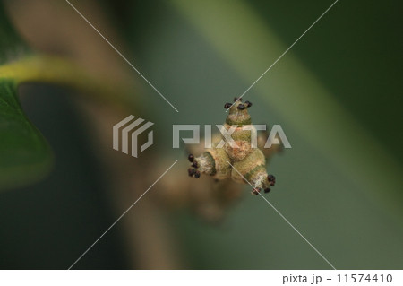 自然　植物　アカガシ、今年生まれのドングリの赤ちゃんです。来年の秋、見慣れた姿に成長します 11574410