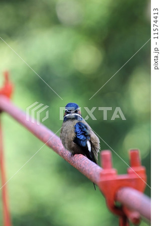 Whiskered Treeswift （コシラヒゲカンムリアマツバメ）♂ 11574413