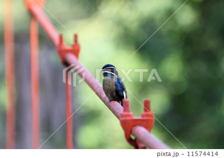 Whiskered Treeswift （コシラヒゲカンムリアマツバメ）♂ 11574414