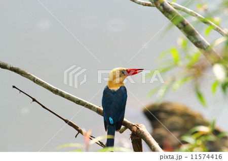 Stork-billed Kingfisher （コウハシショウビン） 11574416