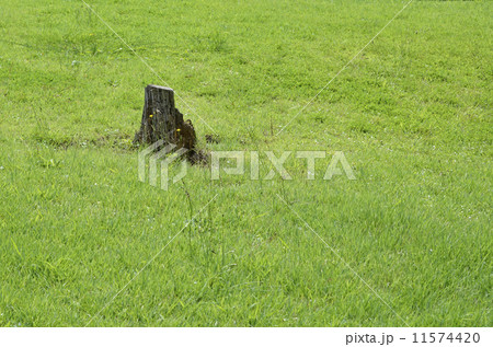 切り株 切り株 11574420