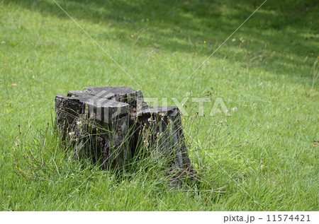 切り株 切り株 11574421