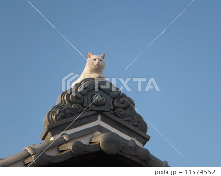 瓦屋根の上の猫3 (グループ外にもあと2枚あります。No.11392425,No.11676422) 瓦屋根の上の猫3 (グループ外にもあと2枚あります。No.11392425,No.11676422) 11574552