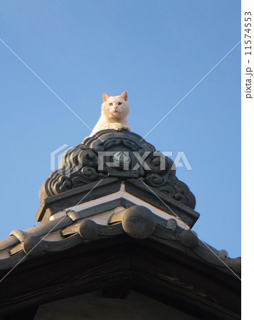 瓦屋根の上の猫2(カメラ目線。グループ外にも2枚あり。No.11392425,11676422) 瓦屋根の上の猫2(カメラ目線。グループ外にも2枚あり。No.11392425,11676422) 11574553