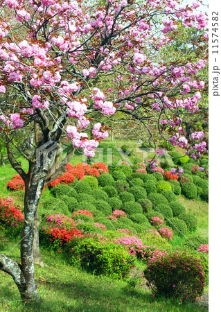 田原坂公園 八重桜とツツジ 田原坂公園 八重桜とツツジ 11574582