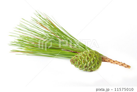 Pine cones. Pine cones. 11575010