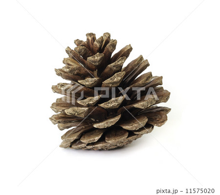 Pine cones. Pine cones. 11575020
