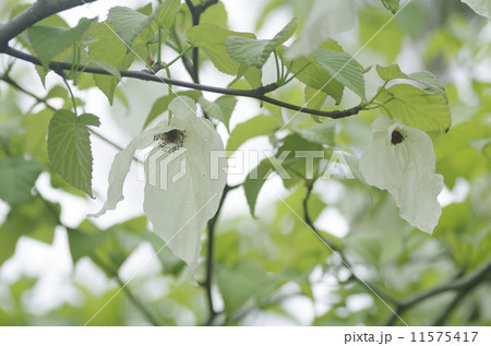 ハンカチノキの花 11575417