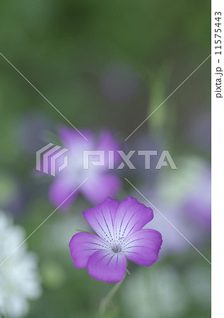 ムギナデシコ（アグロステンマ） 11575443