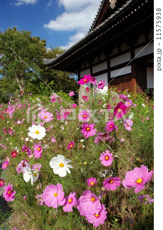般若寺のコスモス 11575938