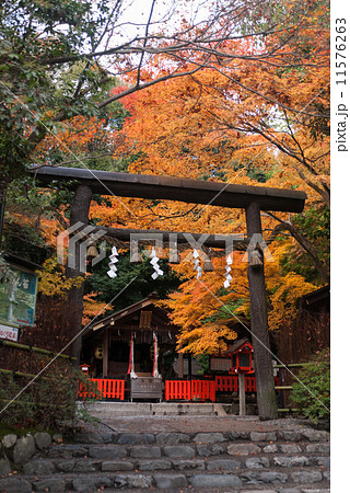 野宮神社　黒木の鳥居 11576263