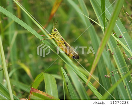 イナゴ(三瓶山・島根県) イナゴ(三瓶山・島根県) 11576288