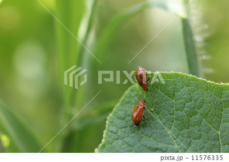 ウリハムシの求愛04 ウリハムシの求愛04 11576335