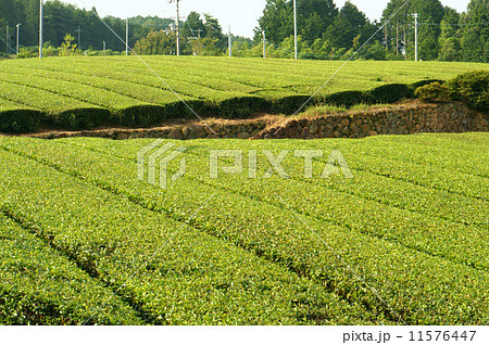 茶畑 茶畑 11576447