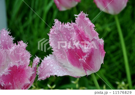 雨上がりの散歩道 雨の雫が清々しいピンクのチューリップ 雨上がりの散歩道 雨の雫が清々しいピンクのチューリップ 11576829